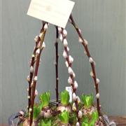 Hyacinth Planter