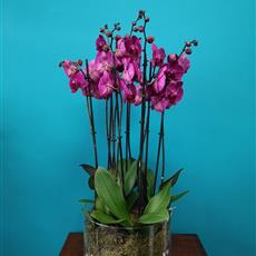 Phalaenopsis - tall 8 stems - Local Delivery Only