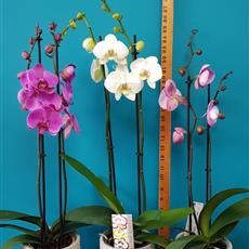 Phalaenopsis - 2 stems - Local Delivery Only