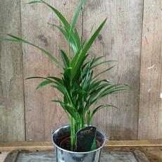 Small Kentia Palm