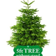 5ft Non-Drop Nordmann Fir