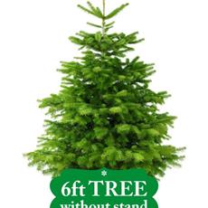 6ft Non-Drop Nordmann Fir