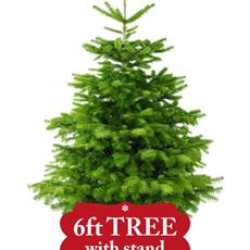 6ft Non-Drop Nordmann Fir with Stand