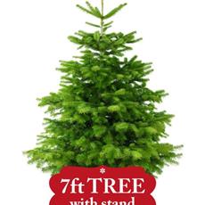 7ft Non-Drop Nordmann Fir with Stand