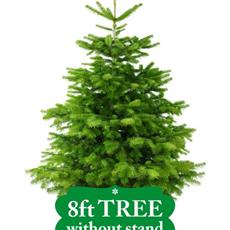 8ft Non-Drop Nordmann Fir