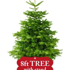 8ft Non-Drop Nordmann Fir with Stand