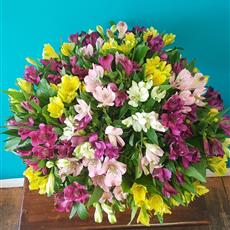 50 Mixed Coloured Alstromeria - Available Until 11th July
