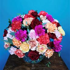 50 Mixed Coloured Carnations - Available Until 27th April