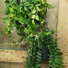 Hanging Lipstick Plant 