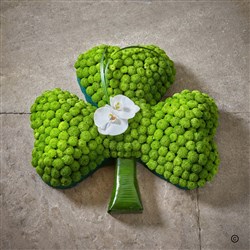 Shamrock 