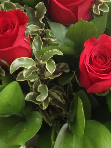 Dozen Red Freedom Roses