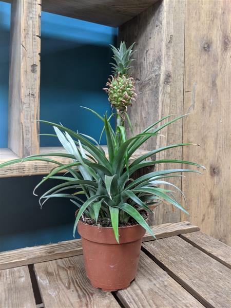 Ananas Pineapple Plant